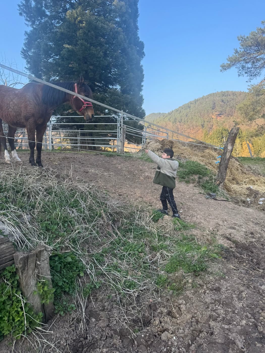 Enfant donnant à manger à un cheval lors d'une sortie à la ferme